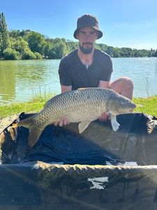 Common Carp