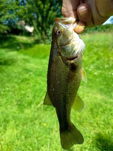 Largemouth Bass