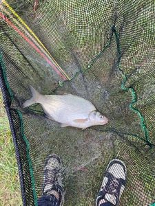 Common Bream