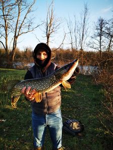Northern Pike