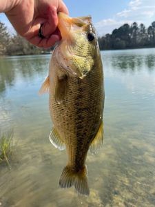 Largemouth Bass