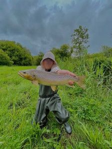 Brown Trout