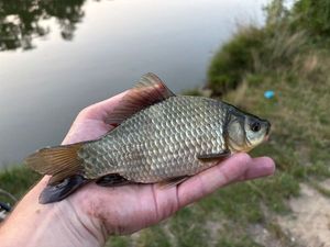 Prussian Carp