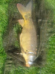 Mirror Carp