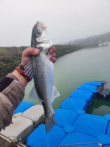 European Bass (Seabass)