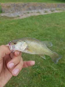 Largemouth Bass