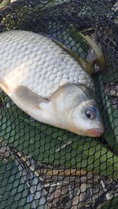 Crucian Carp
