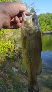 Largemouth Bass