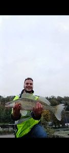 Zander