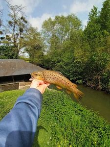 Brown Trout