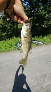 Black bass 