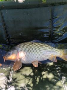Common Carp