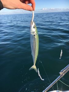 Mackerel