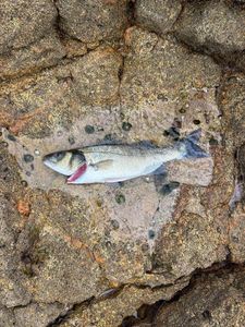 European Bass (Seabass)