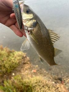 European Bass (Seabass)