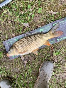 Common Carp