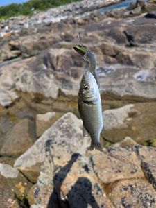 European Bass (Seabass)