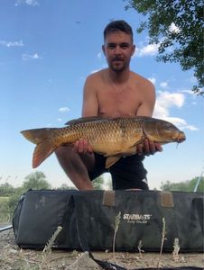 Common Carp