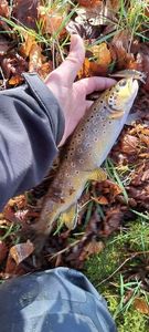 Brown Trout