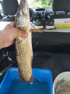 Northern Pike