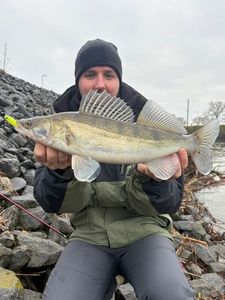 Zander