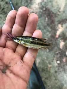 Common Minnow