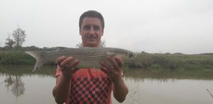 Thicklip Grey Mullet