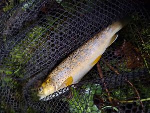 Brown Trout