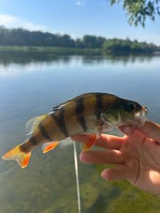 European Perch