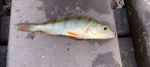 Green Sunfish