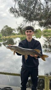 Northern Pike