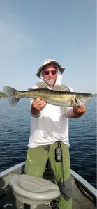 Zander
