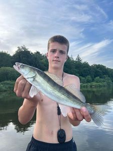 Zander