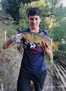 Common Carp