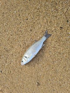 European Bass (Seabass)