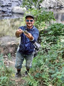 European Perch caught by VinVin Schlosser-rezzoug