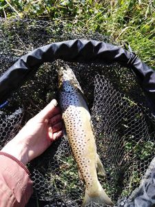 Brown Trout