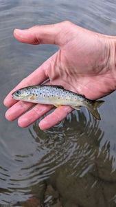 Brown Trout