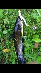 Black Bullhead