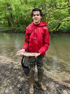 Brown Trout