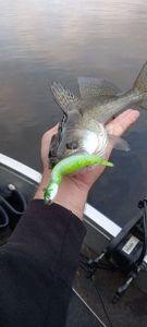 Zander