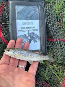 Brown Trout
