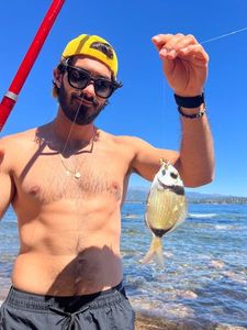 White Seabream