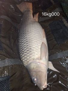 Common Carp