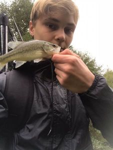Largemouth Bass