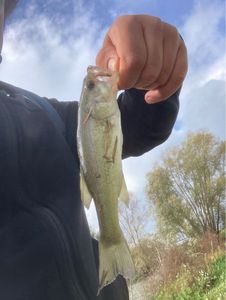 Largemouth Bass
