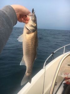 European Bass (Seabass)