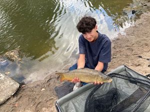 Common Carp