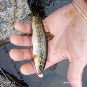Brown Trout