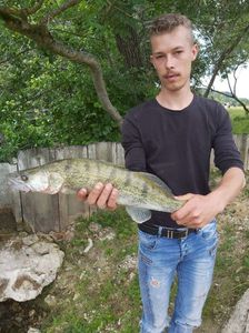 Zander
